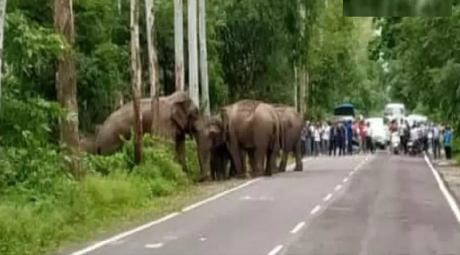 हाथी से टकराई पर्यटकों की कार