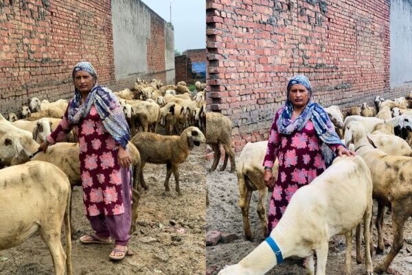 सीडीओ की पहल से बदली मनीषा की किस्मत, ग्रामोत्थान परियोजना से बकरी-भेड़ पालन कर बनीं आत्मनिर्भर उद्यमी
