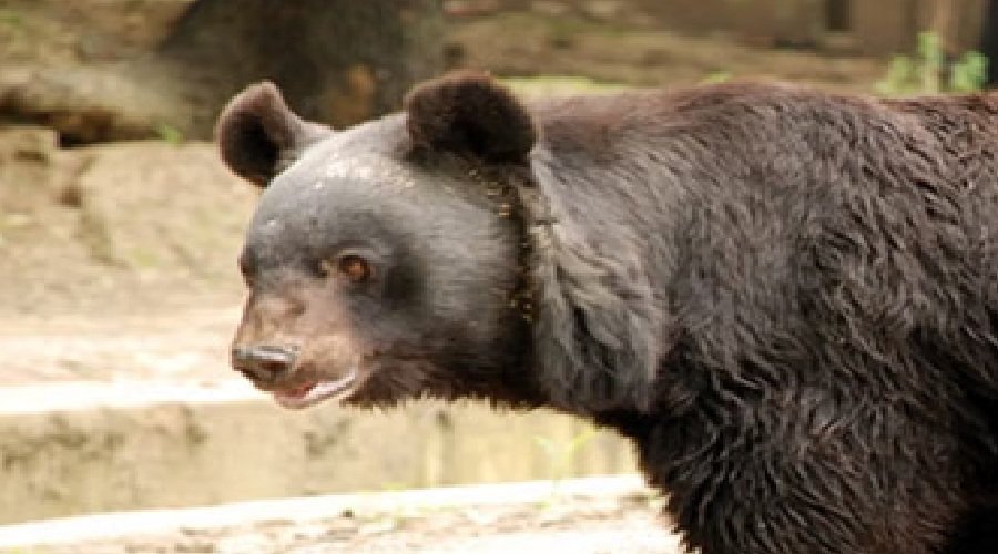 खिर्सू में भालू का हमला : सुबह एक्सरसाइज करते दो युवक घायल, ग्रामीणों में रोष