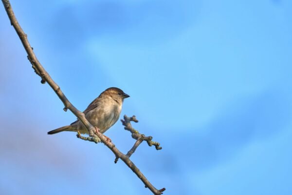 क्या आप जानते हैं पक्षी सोते हुए भी डाल से क्यों नहीं गिरते? इसका राज़ और हमारे जीवन का गहरा सबक!