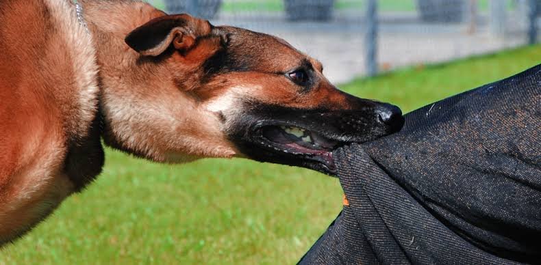 कोटद्वार में एक ही दिन में लावारिश कुत्तों ने 35 लोगों को काटा, अलग अलग स्थानों से वैक्सीन लगवाने बेस हॉस्पिटल पहुंचे लोग