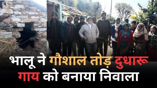 लासी गांव में भालू ने दुधारू गाय को बनाया शिकार