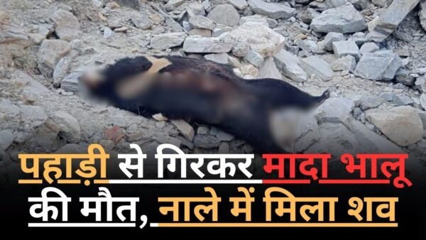 पहाड़ी से गिरने से मादा भालू की मौत, नाले में मिला शव