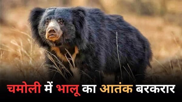 चमोली में भालू का आतंक बरकरार