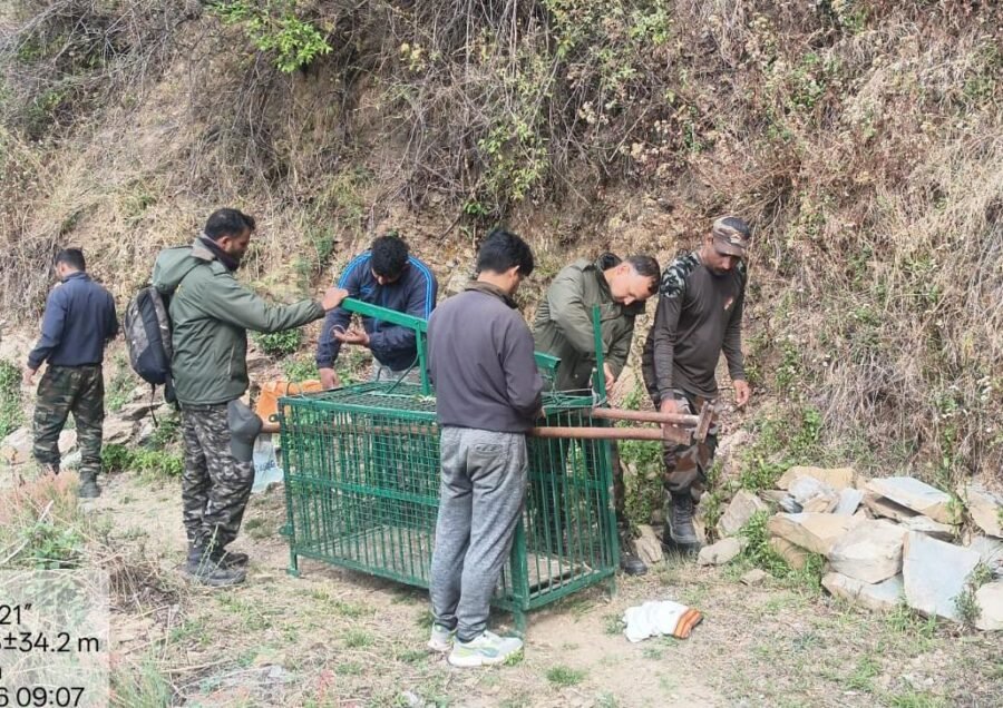 पोखड़ा क्षेत्र में गुलदार के आतंक से निपटने को वन विभाग सख्त, पकड़ने और आवश्यकता पड़ने पर मारने की अनुमति