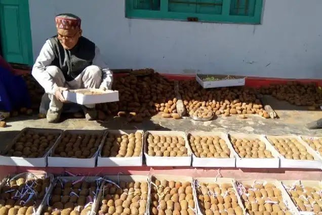 कीवी और जड़ी-बूटियों से चमका बागेश्वर, खेती से मिली नई पहचान