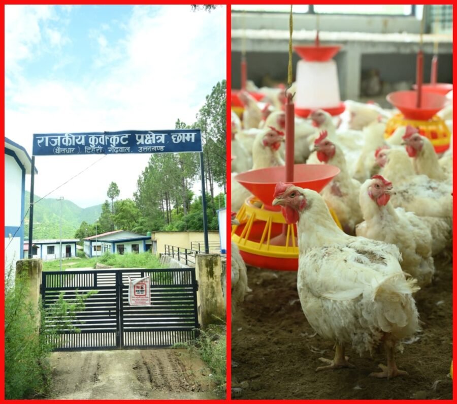 टिहरी : छाम की राजकीय ब्रॉयलर हैचरी बनी किसानों की आय बढ़ाने का मजबूत आधार, गुणवत्तापूर्ण चूजों से कुक्कुट पालन को मिल रही नई उड़ान